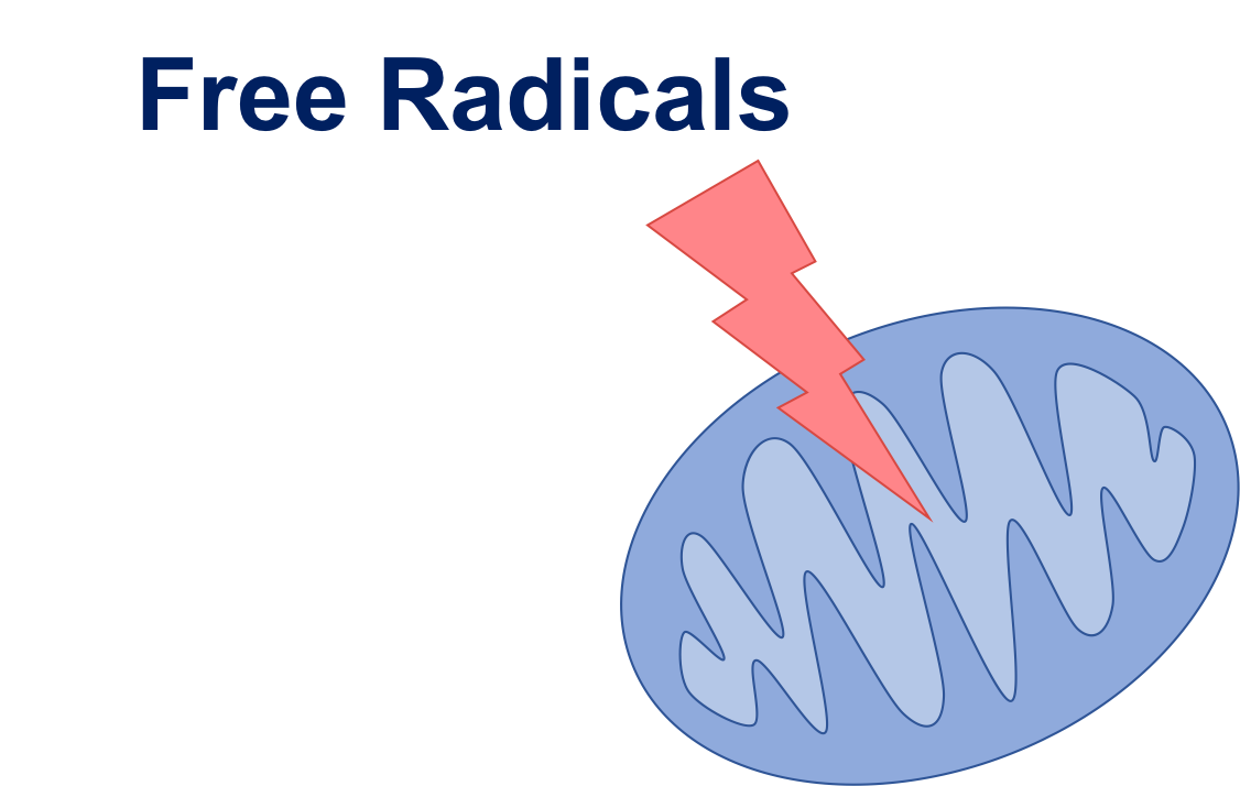 free-radicals-what-are-they-holistic-family-practiceva